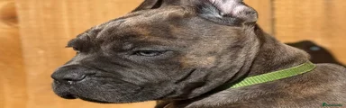 Cane Corso 1
