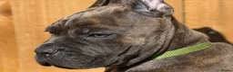 Cane Corso dogs for sale: 🐾 Balestra Magica Corso – Litter “K” 🐾 IKC/FCI - Advert 23