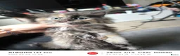 Mixed Breed cats for sale: Adorable White & Ginger Male Kitten for Sale in Nottingham - Advert 8