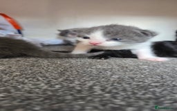 Mixed Breed cats for sale: 3 kittens to go  - Image 3