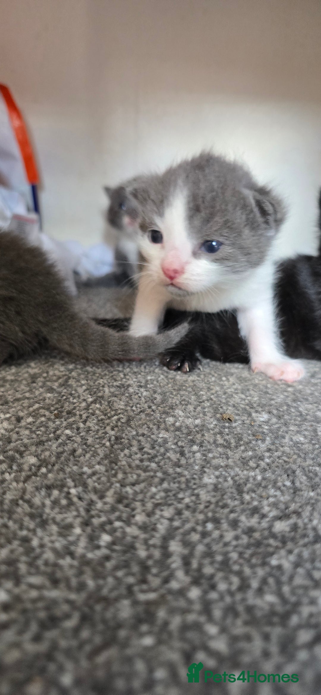Mixed Breed cats for sale: 3 kittens to go  - Image 3