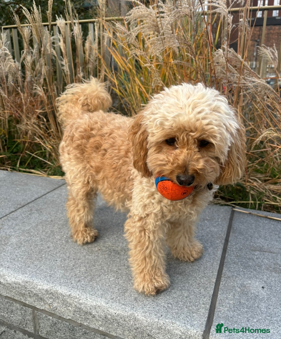 Cockapoo dogs for sale: 🎀 FLUFFY COCKAPOO PUPPIES - LAST TWO REMAINING🎀 - Advert 2