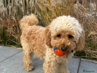 Cockapoo dogs 🎀 FLUFFY COCKAPOO PUPPIES - LAST TWO REMAINING🎀 - Advert 13