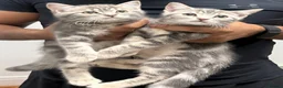 British Shorthair cats for sale: Porsche, Special Point British Shorthair Female - Advert 7