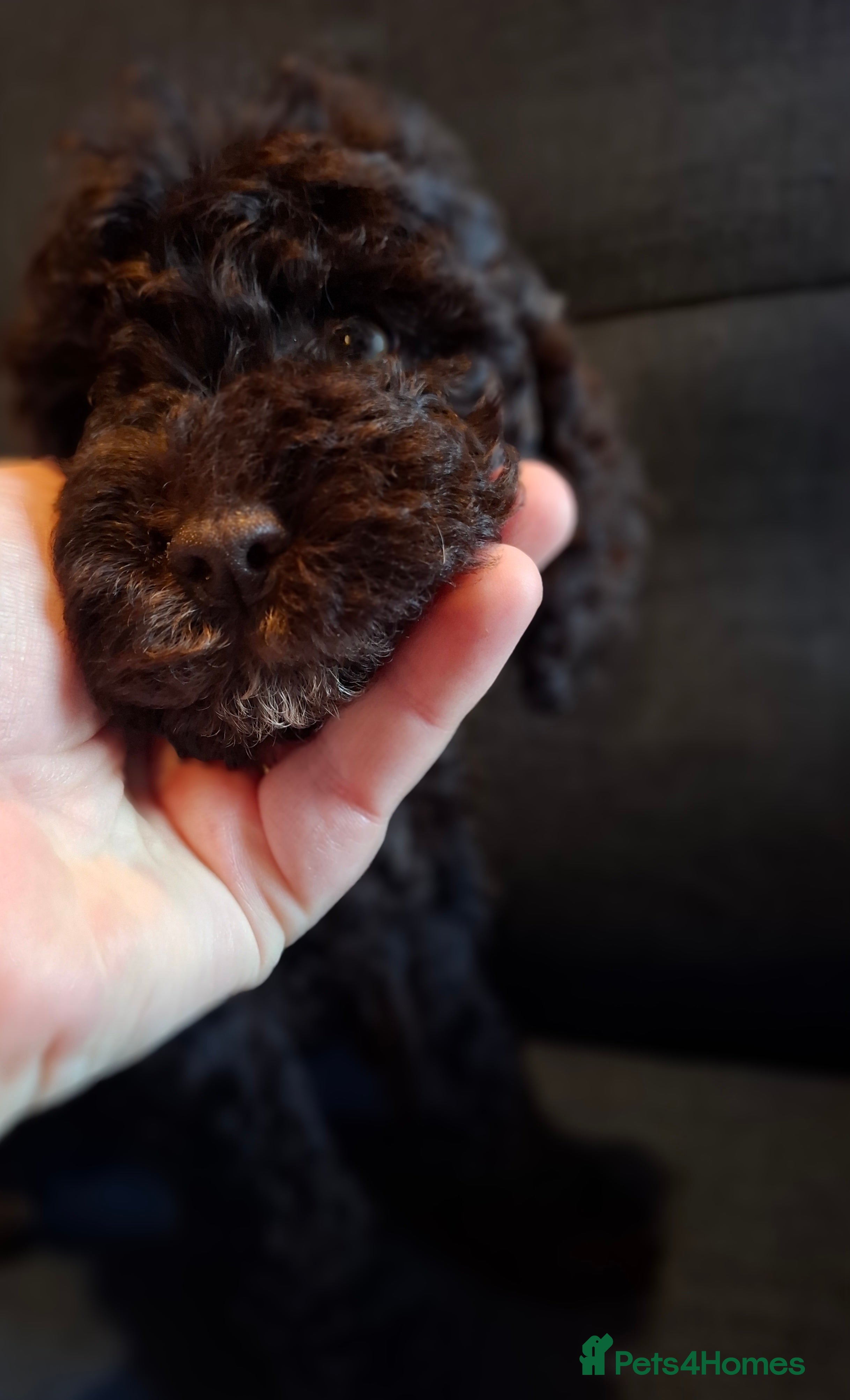 Cockapoo dogs Stunning F1B Toy Cockapoos Health Tested - Advert 1