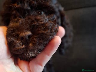 Cockapoo dogs Stunning F1B Toy Cockapoos Health Tested - Advert 1