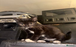 Mixed Breed cats for sale: 2 beautiful for kittens for sale  - Image 3
