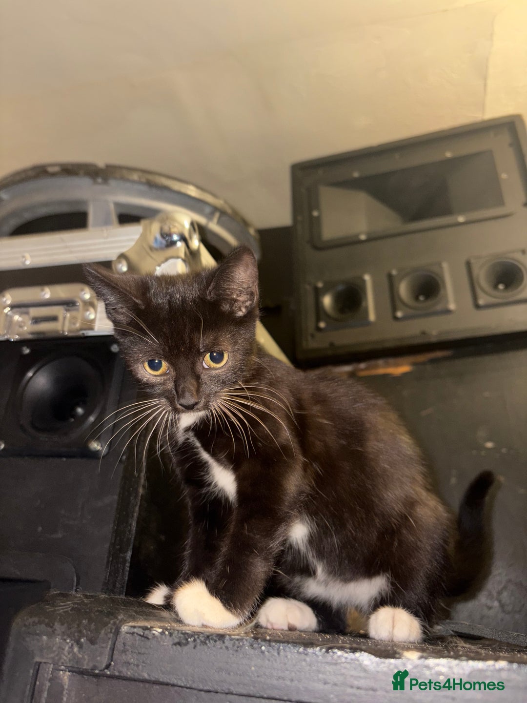 Mixed Breed cats for sale: 2 beautiful for kittens for sale  - Image 3