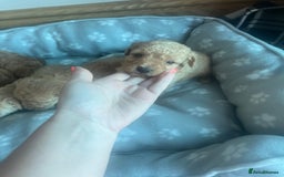 Cockapoo dogs for sale: Stunning litter of Cockerpoos - Image 12
