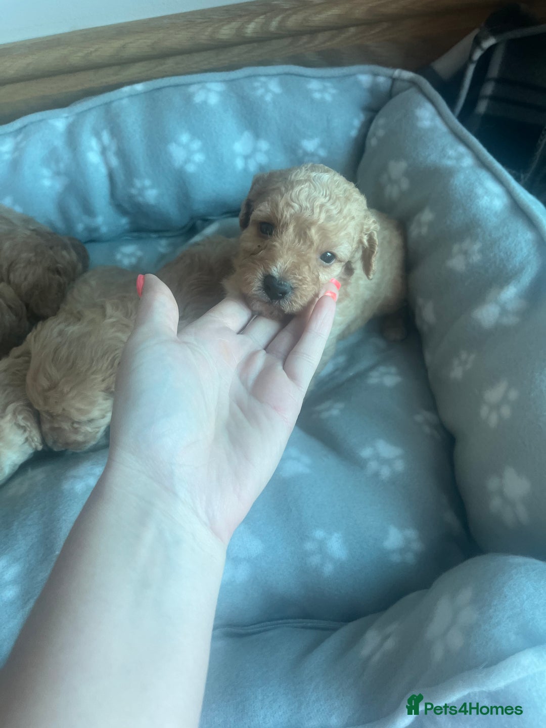 Cockapoo dogs for sale: Stunning litter of Cockerpoos - Image 12