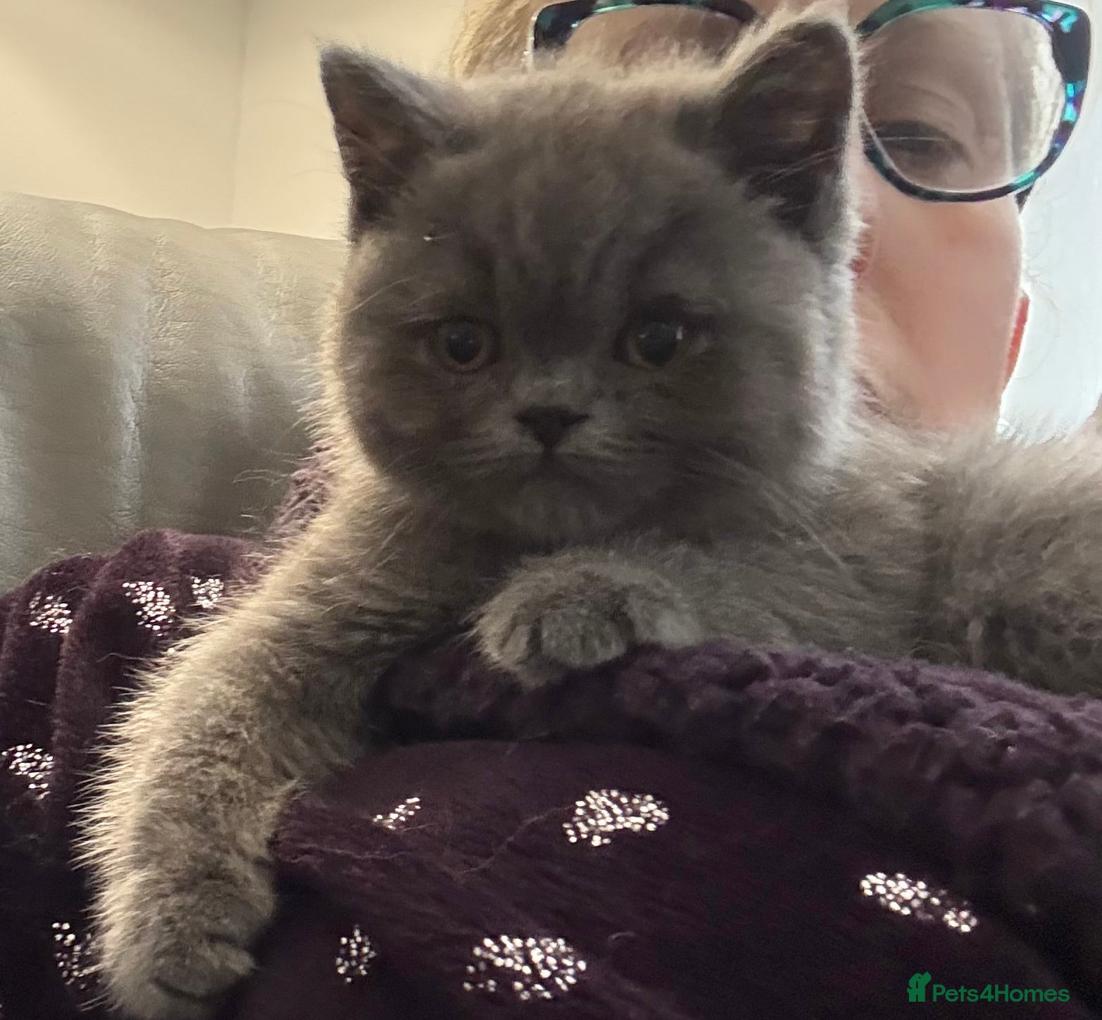 British Shorthair cats Reduced ready to leave - British Blue Shorthair - Advert 15