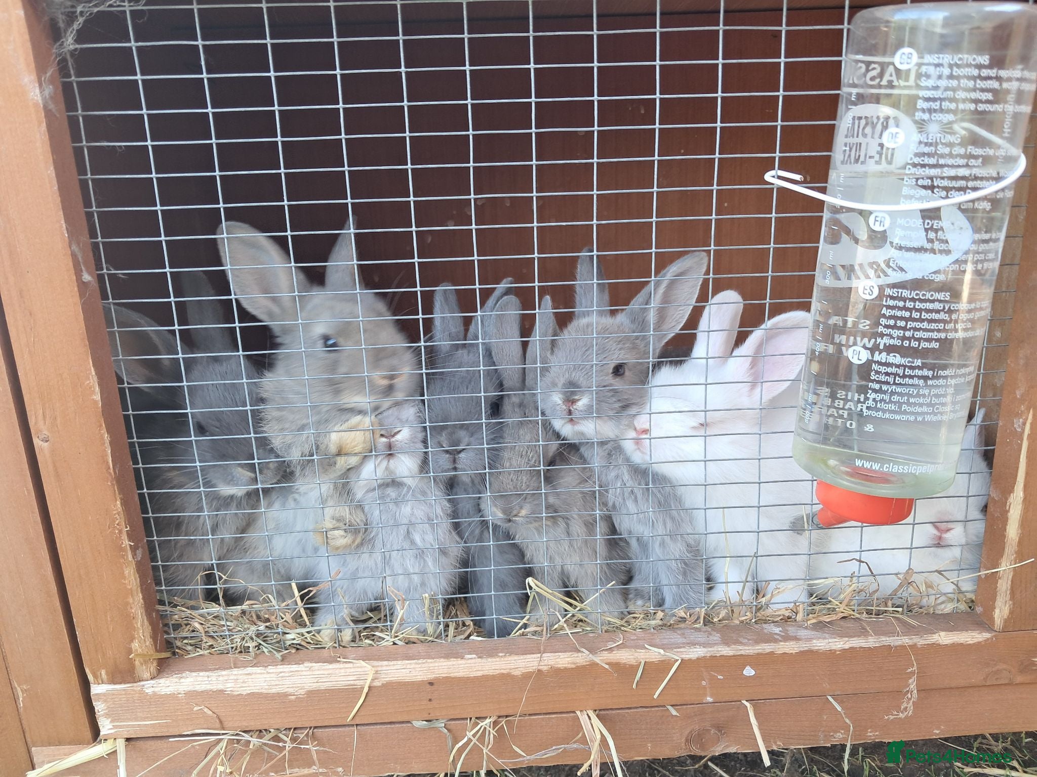 Netherland Dwarf rabbits Netherland dwarf x mini lop baby rabbits  - Advert 1