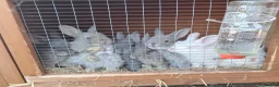 Netherland Dwarf rabbits for sale: Netherland dwarf x mini lop baby rabbits  - Advert 1