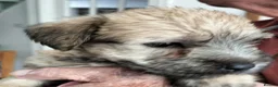 Glen of Imaal Terrier dogs for sale: Glen of Imaal puppies! - Advert 3