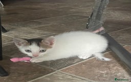 American Curl cats for sale: 2 baby cat - Image 1