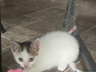 American Curl cats - Advert 3