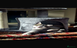 Mixed Breed cats for sale: Rebome my cat - Image 2