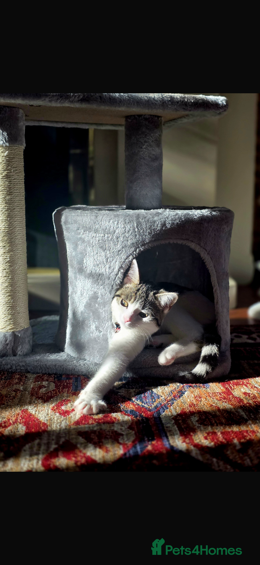 Mixed Breed cats for sale: Rebome my cat - Image 2