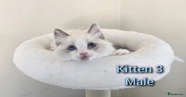 Ragdoll cats - Advert 3