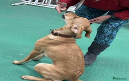 Mixed Breed dogs for adoption: Sweet and loveable Honey, 5 months old - Image 11