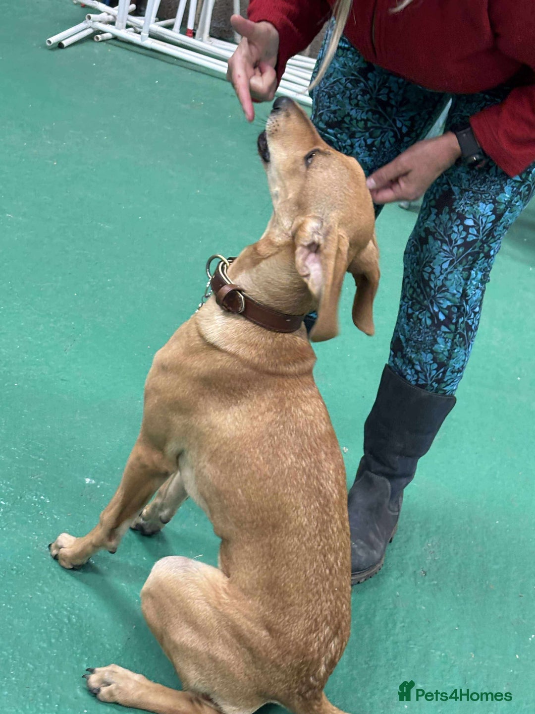 Mixed Breed dogs for adoption: Sweet and loveable Honey, 5 months old - Image 11