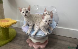 Bengal cats for sale: 😻OUTSTANDING SHOW BENGALS. SHOW WINNING PARENTS🏆 - Image 4