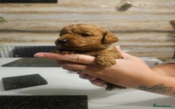 Cockapoo dogs for sale: F2 cockapoo boys 1 left available  - Advert 25