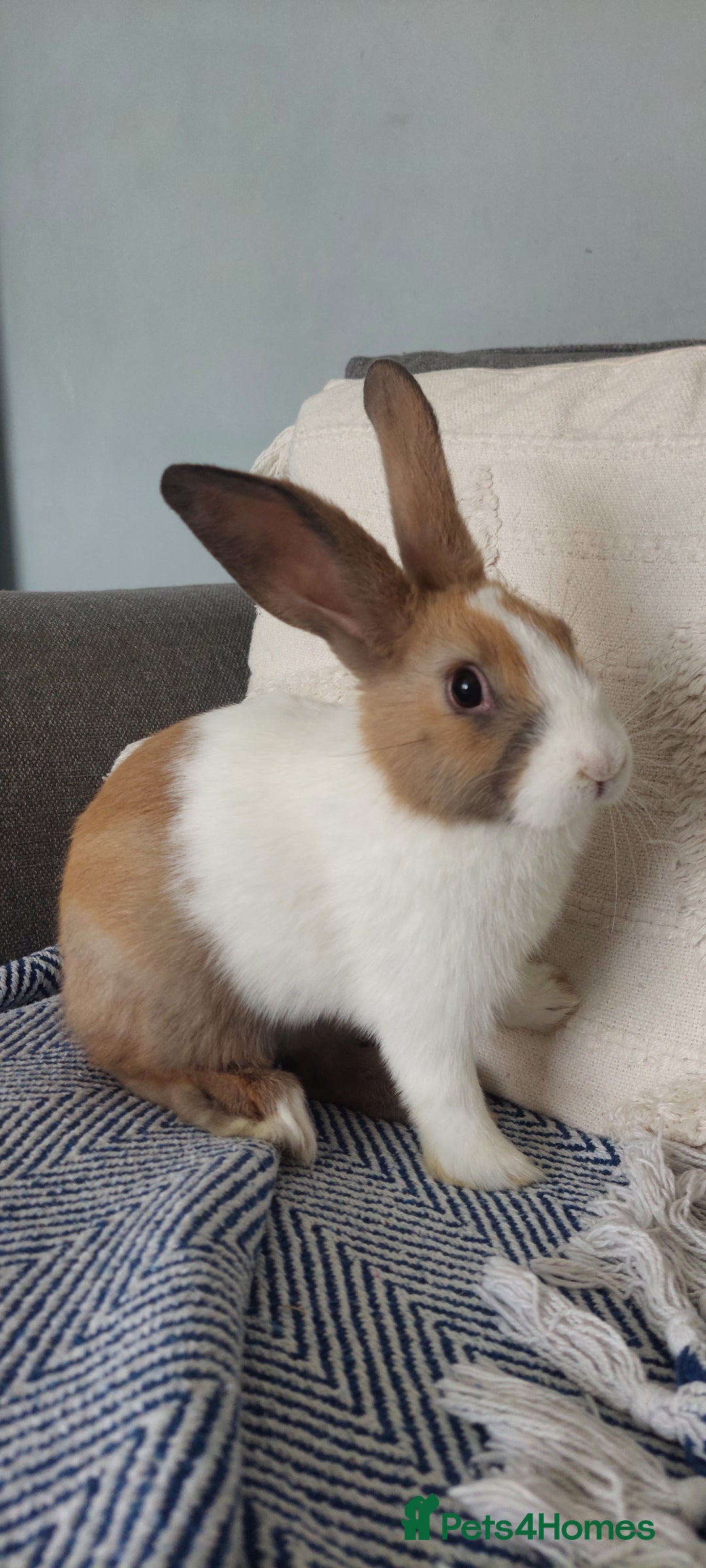 Mixed Breed rabbits for sale: 3 bunnies, different ages, mix breed in Chatham - Image 11