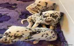 Dalmatian dogs for sale: This is an all liver litter of Dalmatian puppies - Advert 5