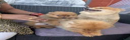 Pomeranian dogs for sale: 2 LEFT!! Purebred Cute fluffy Pomeranian Puppies! in Croydon - Advert 20