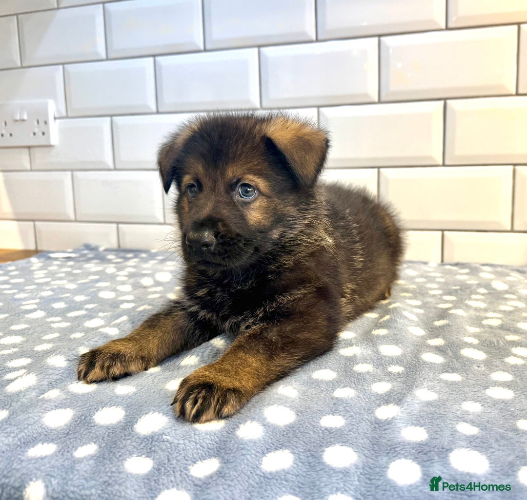 German Shepherd dogs for sale: KC Registered German Shepard Babies 🐾🐾🐾 - Image 5