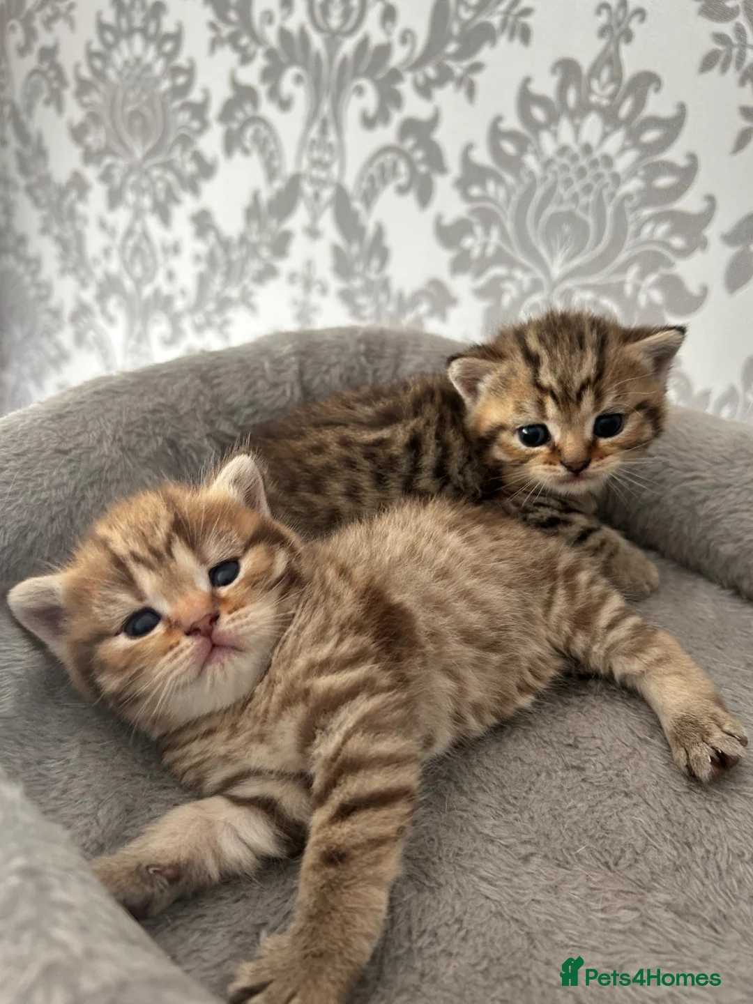 British Shorthair cats for sale: Gorgeous British shorthair kittens  - Advert 2