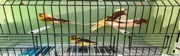 Canaries birds for sale: x5 harlequin canary’s this year  - Advert 2