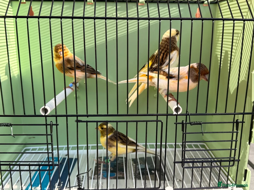 Canaries birds for sale: x5 harlequin canary’s this year  - Advert 2