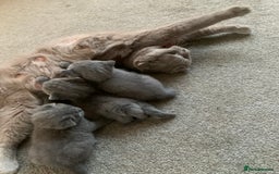 Scottish Fold cats for sale: Scottish Fold x Russian Blue Kittens  - Image 16