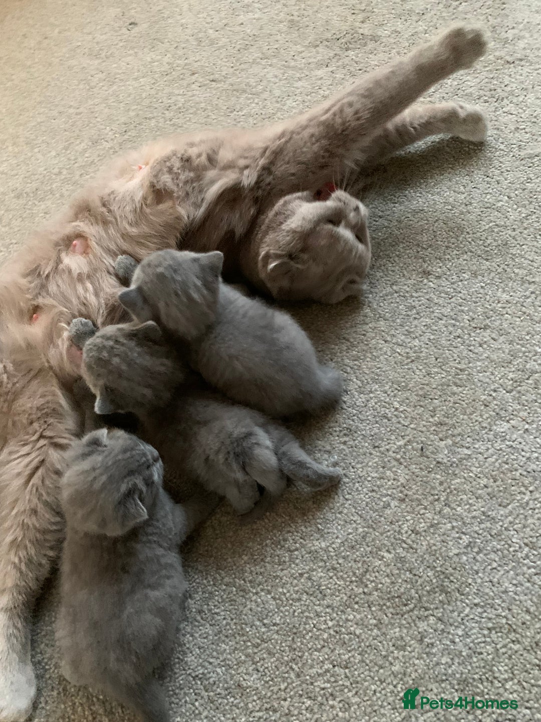 Scottish Fold cats for sale: Scottish Fold x Russian Blue Kittens  - Image 16