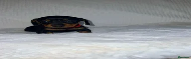 Dachshund 5