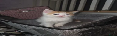 Ragdoll 1 