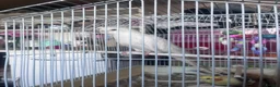Cockatiels birds for sale: Albino Cockatiel  - Advert 1