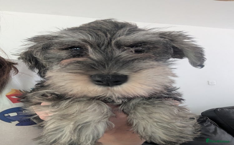 Miniature Schnauzer dogs - Advert 3