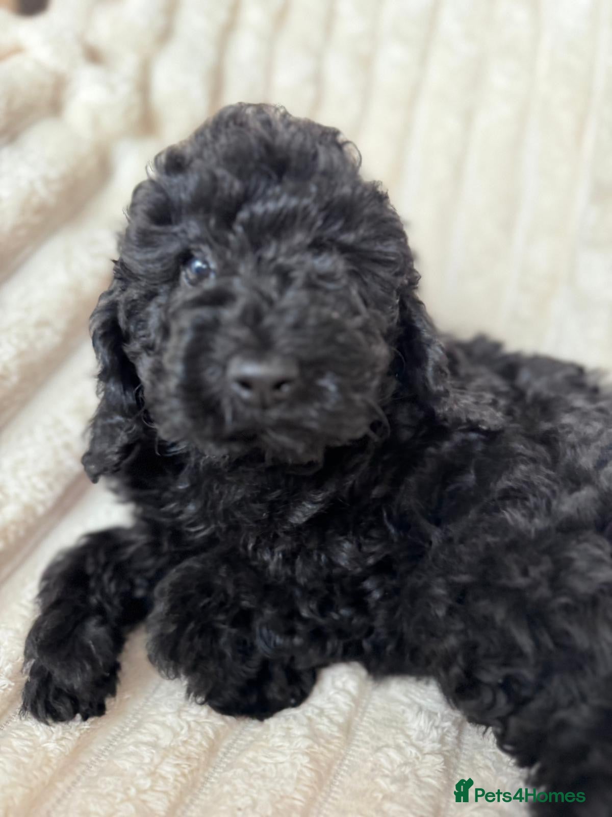 Miniature Poodle dogs Miniature Poodle DNA tested parents  - Advert 13