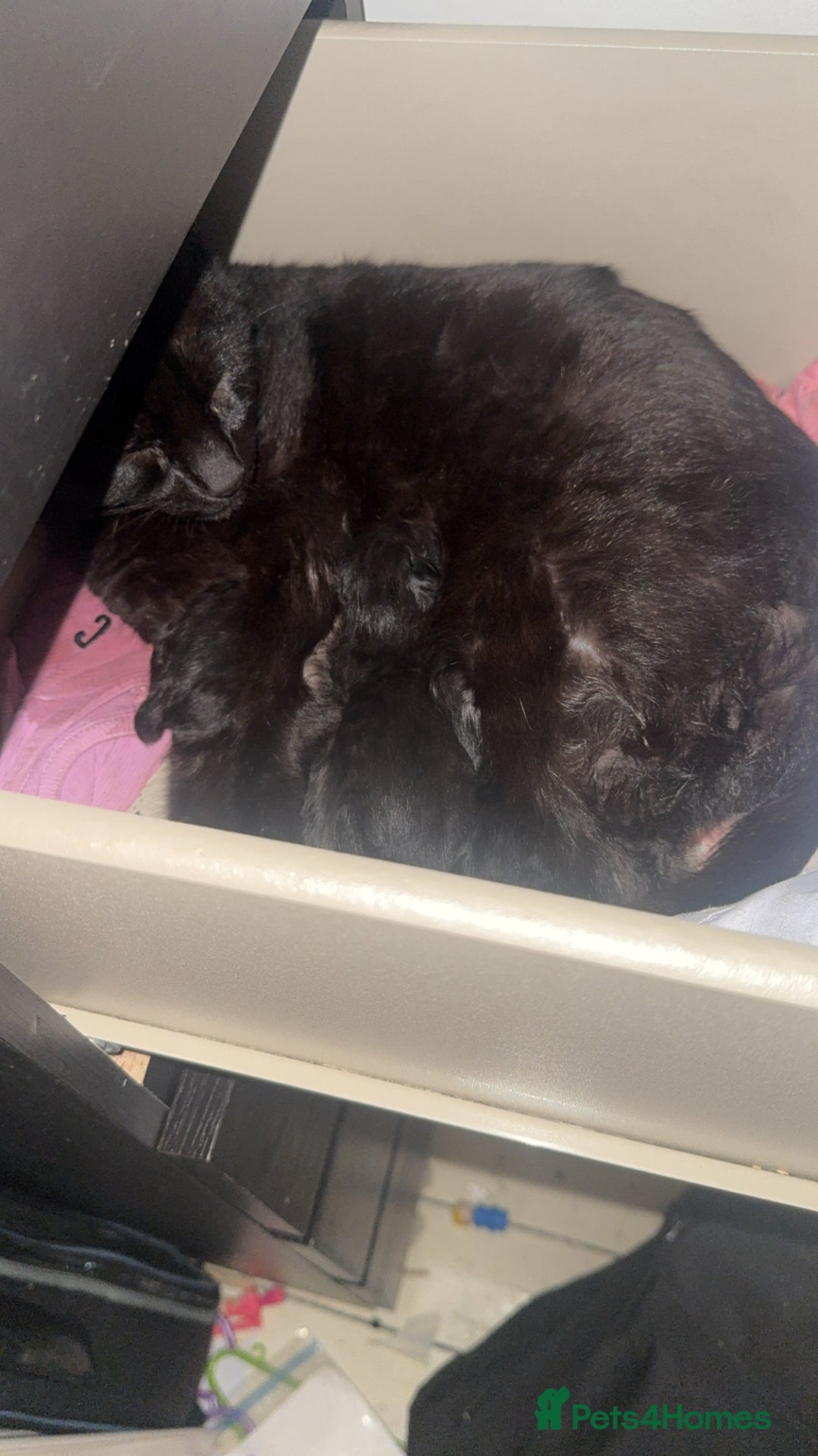 Mixed Breed cats for sale: 5 kittens  - Image 6