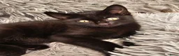 Mixed Breed cats for sale: 2 beautiful dark chocolate colloured boys  - Advert 5