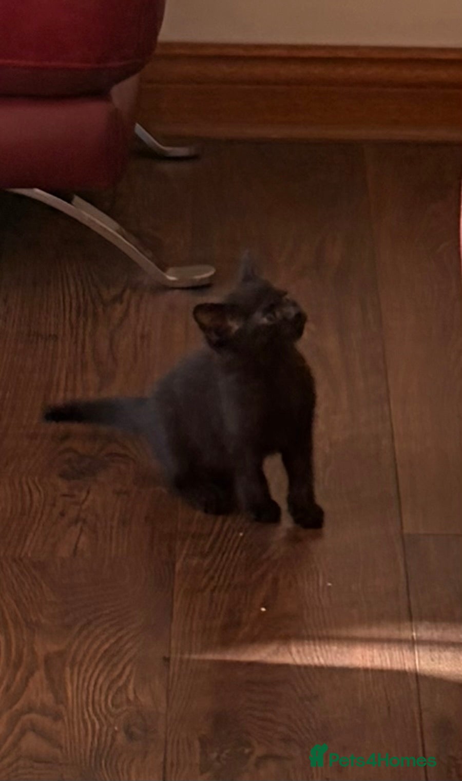 Mixed Breed cats Lovely kittens - Advert 2