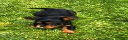 Cavalier King Charles Spaniel dogs for sale: Cavalier King Charles puppies  in Warrington - Advert 23