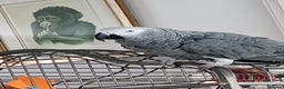 Parrots birds for sale: African grey parrot  - Advert 3