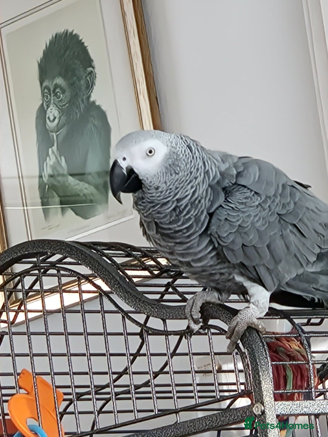 Parrots birds for sale: African grey parrot  - Advert 3