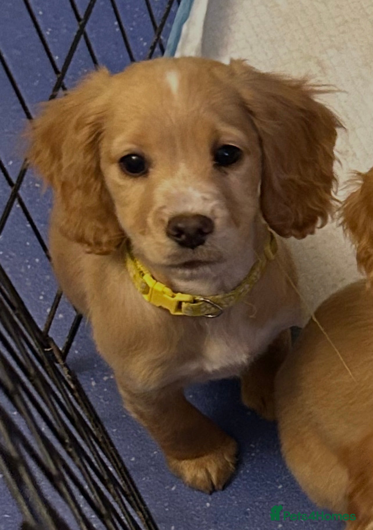 Cockapoo dogs 🌟🐾 ready now F1 cockapoo pups for sale 🐾🌟 - Advert 1