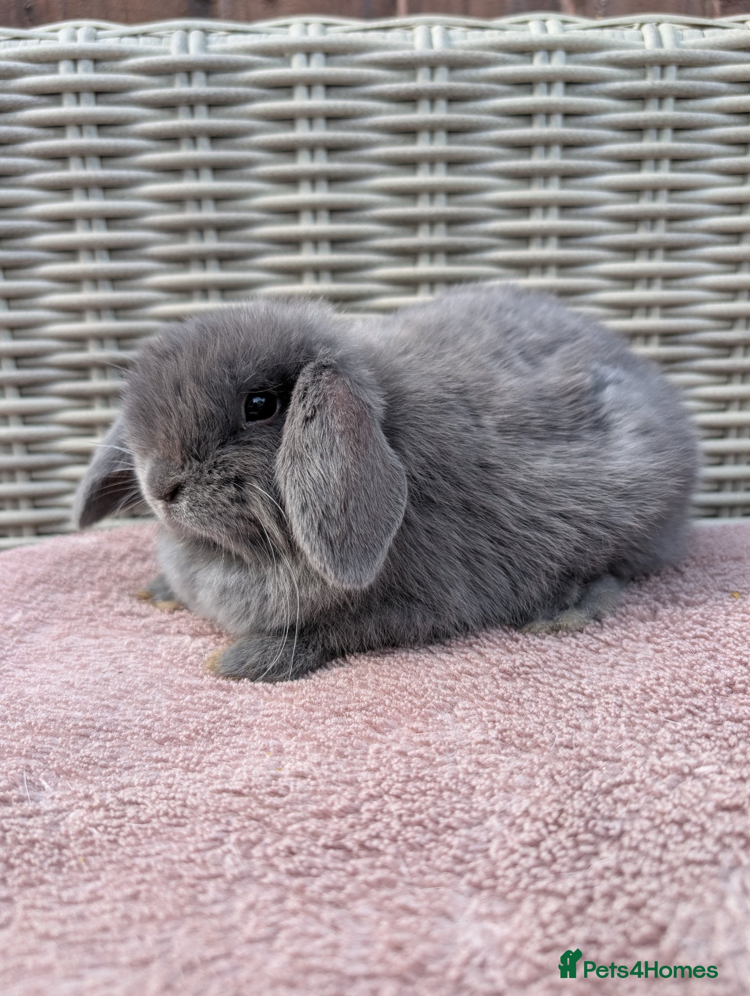 Mini Lop rabbits ❤️mini lop babies ❤️  - Advert 6
