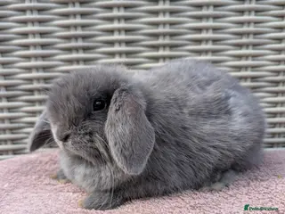 Mini Lop rabbits ❤️mini lop babies ❤️ - Advert 4